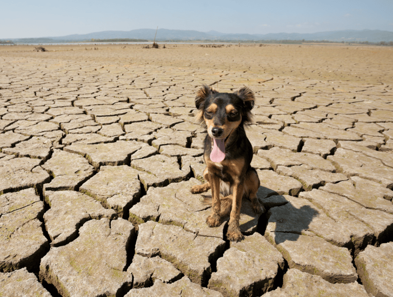 dog in desert